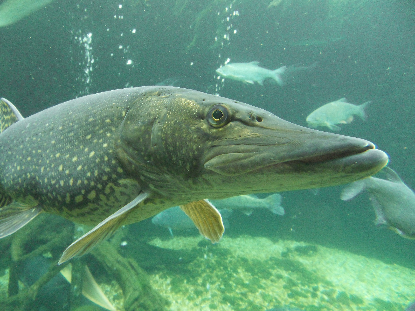 Esox lucius Linnaeus, 1758